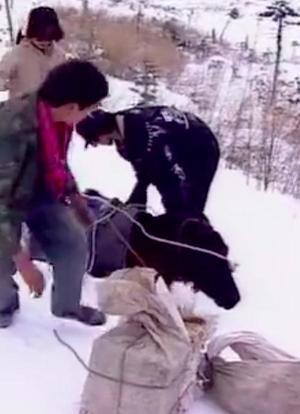 最后的马帮海报封面图