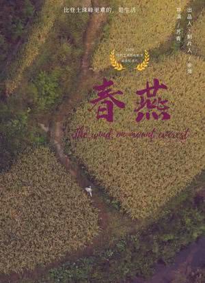 春燕海报封面图