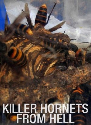 Killer Hornets from Hell海报封面图