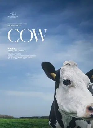 奶牛海报封面图