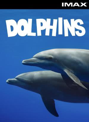 海豚海报封面图