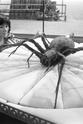 Kevin Lindsay Planet of the Spiders