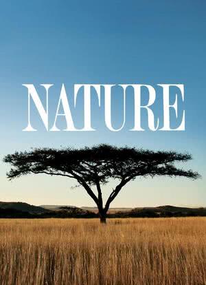 自然 第一季海报封面图