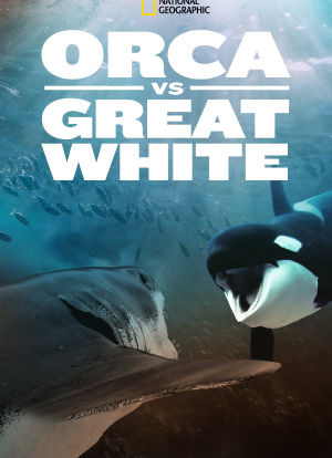 虎鲸对上大白鲨海报封面图