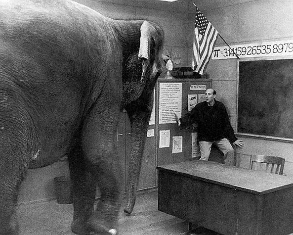 Louis Florimonte 大象坐在哪里