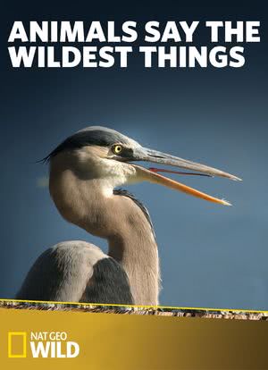 Animals Say the Wildest Things海报封面图