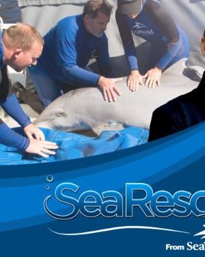 Sea Rescue海报封面图