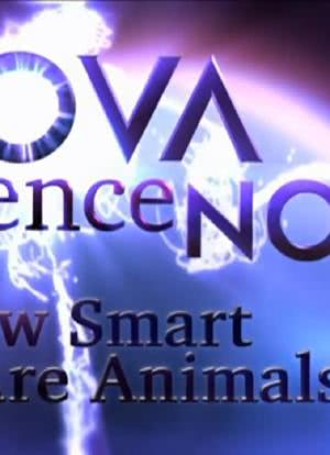 Nova Science Now: How Smart Are Animals?海报封面图