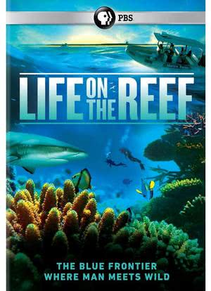 跃动大堡礁 第一季海报封面图