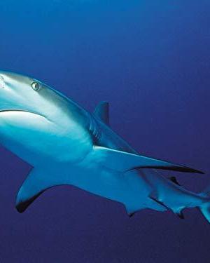 The Blue Realm: Whale Sharks Gentle Giants海报封面图