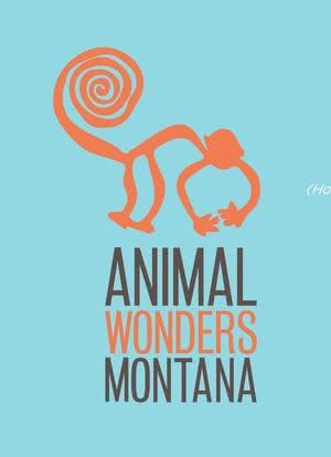 Animal Wonders Montana海报封面图