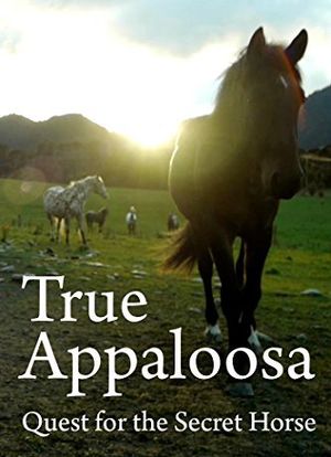 The Secret Horse: Quest for the True Appaloosa海报封面图