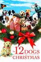 Malcolm Evans 12 Dog Days of Christmas