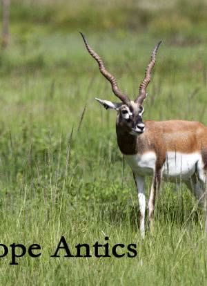 Antelope Antics海报封面图