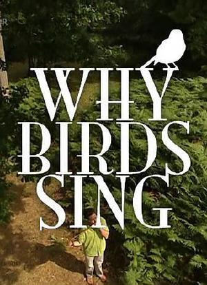 Why Birds Sing海报封面图