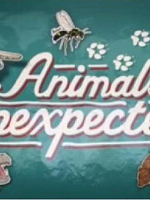 Animals Unexpected海报封面图