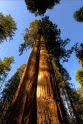Aaron Villanueva Cedar Sequoia International