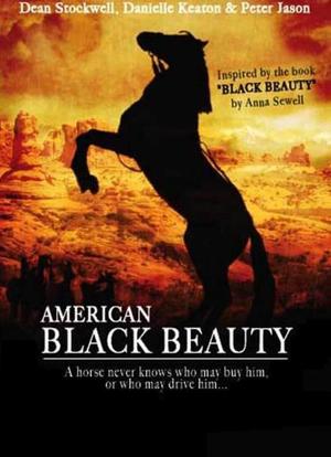 American Black Beauty海报封面图