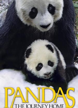 大熊猫海报封面图