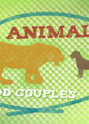 奇特的动物伙伴海报封面图