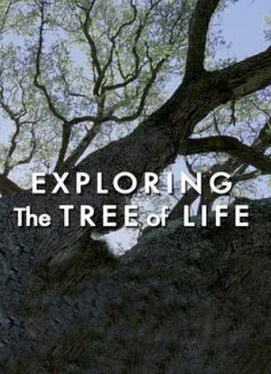探索生命之树海报封面图