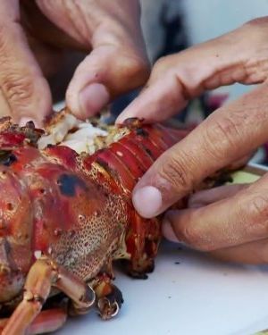 Anthony Bourdain No Reservations : Dominican Republic海报封面图