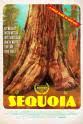 索菲亚·贝尔利 Sequoia