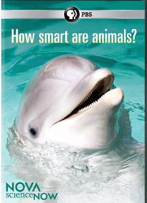 新星现代科学:动物有多聪明？海报封面图