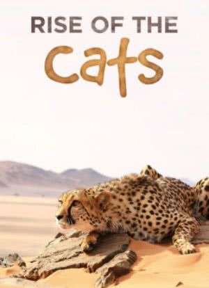 猫科动物：奇妙的动物家族海报封面图