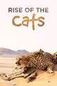 Patrick Aryee 猫科动物：奇妙的动物家族