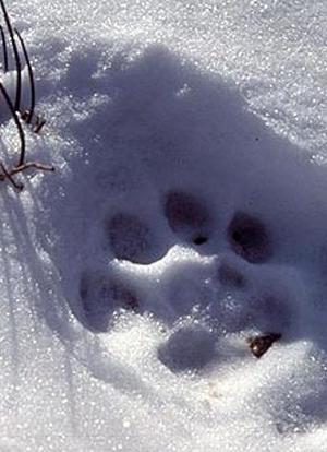 自然：寻找雪豹之旅海报封面图