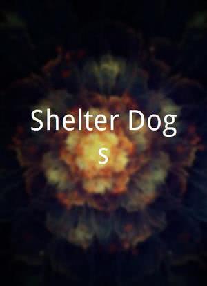 Shelter Dogs海报封面图