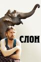 Pavel Drozdov 大象