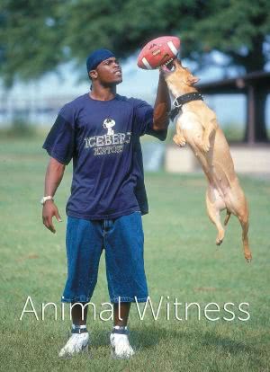 Animal Witness海报封面图