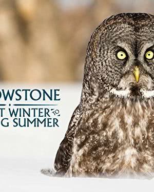 Yellowstone: Wildest Winter to Blazing Summer海报封面图