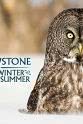Charlie Hamilton-James Yellowstone: Wildest Winter to Blazing Summer