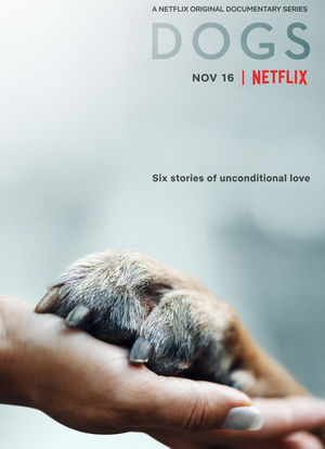 爱犬情深 第一季海报封面图