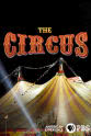 Sharon Grimberg The Circus