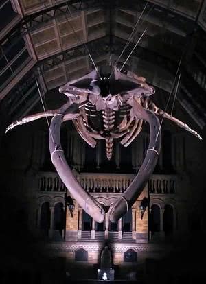 伦敦自然历史博物馆：恐龙迪皮与蓝鲸海报封面图