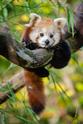 Jonathan Sharp 小熊猫：世界上最可爱的动物