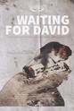 大卫·考雷什 Waiting for David