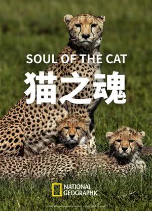 猫之魂海报封面图