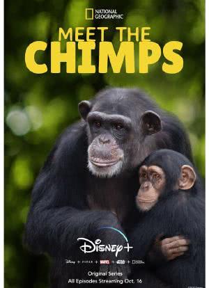 和黑猩猩见面海报封面图