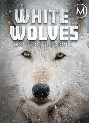 北极狼 极地幽灵海报封面图