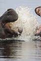 William Steel 河马：非洲河流巨兽