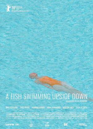 游仰泳的鱼海报封面图