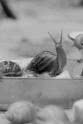 朱拉亚农·西里彭 金蜗牛的诞生