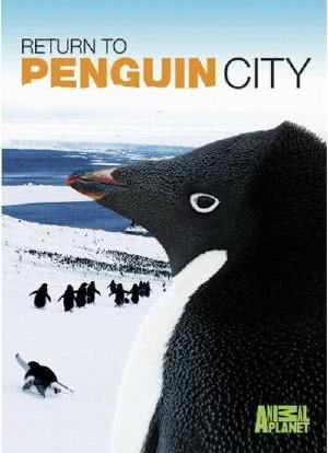 回到企鹅之城海报封面图