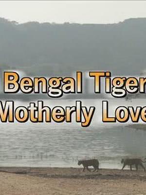 孟加拉虎的母爱海报封面图