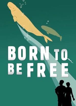 Born to Be Free海报封面图